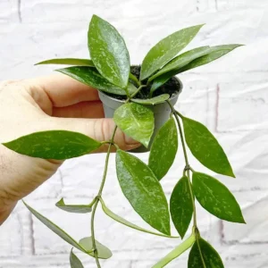 Hoya Gracilis Baby - pianta fiore di cera rampicante o ricadente per terrario o appartamento in vasetto