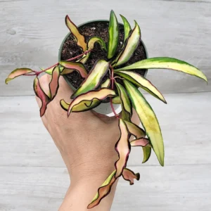 Hoya Wayetii Variegata Tricolor Baby - pianta fiore di cera rampicante o ricadente per terrario o appartamento in vasetto