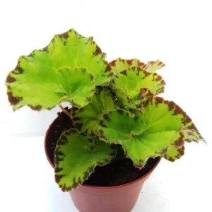 Begonia Baby Dress - pianta per terrario/paludario o da interno in vasetto