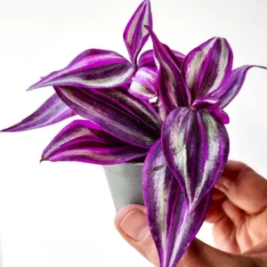 Tradescantia Pink Paradise baby - Erba miseria - pianta per terrario/paludario o da interno in vasetto