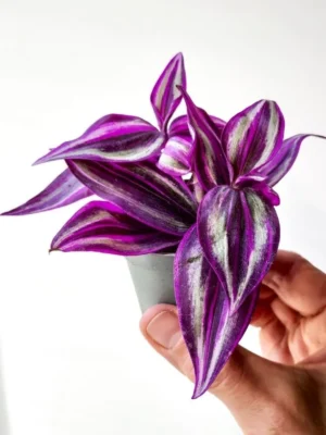 Tradescantia Pink Paradise baby - Erba miseria - pianta per terrario/paludario o da interno in vasetto