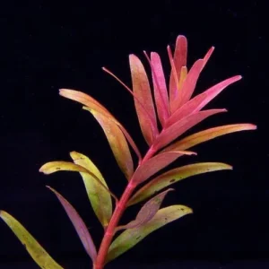 ROTALA COLORATA - PIANTA ROSSA da sfondo