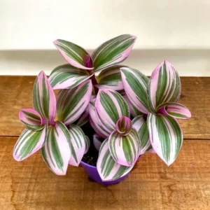 Tradescantia Albiflora ‘nanouk’ baby - Erba miseria - pianta per terrario/paludario o da interno in vasetto