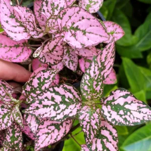 Hypoestes Phyllostachya Pink - pianta per terrario/paludario o da interno in vasetto