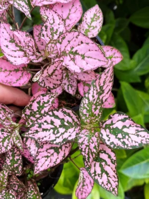 Hypoestes Phyllostachya Pink - pianta per terrario/paludario o da interno in vasetto