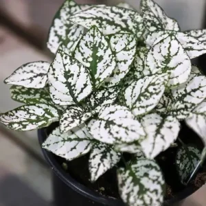 Hypoestes Phyllostachya White - pianta per terrario/paludario o da interno in vasetto