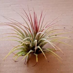 Tillandsia Ionantha rubra - air plants - pianta aerea epifita per terrario/paludario o da interno in vasetto