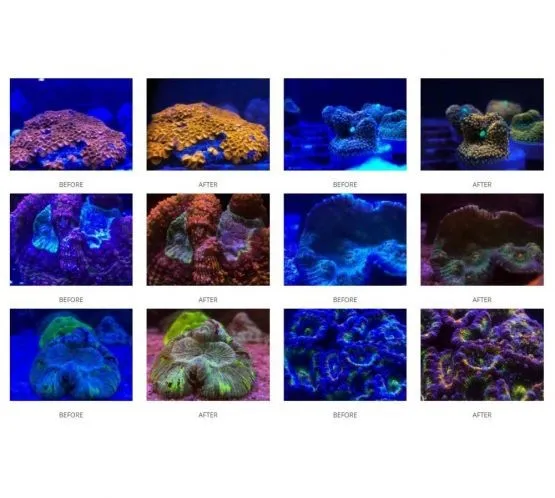 D-D Coral Color Lens XL - 52 mm - lenti per fotografare coralli e pesci in acquario per reflex, smartphone e tablet