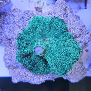 Discosoma Green Mushroom - verde FOTO REALI - Corallo molle facile - 1 disco su frag