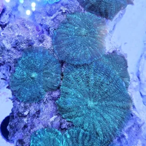 Discosoma Green Mushroom - verde FOTO REALI - Corallo molle facile - roccia 10-15 cm con tanti dischi