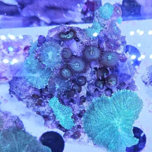 Coral Combo Discosoma Green + Protopalythoa Green - verde FOTO REALI - Corallo molle facile - roccia 10-15 cm con tanti dischi