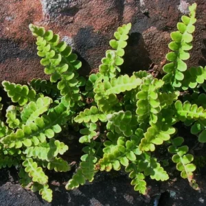 Asplenium Ceterach Officinarum- felce - pianta per terrario/paludario o da interno/esterno in vasetto