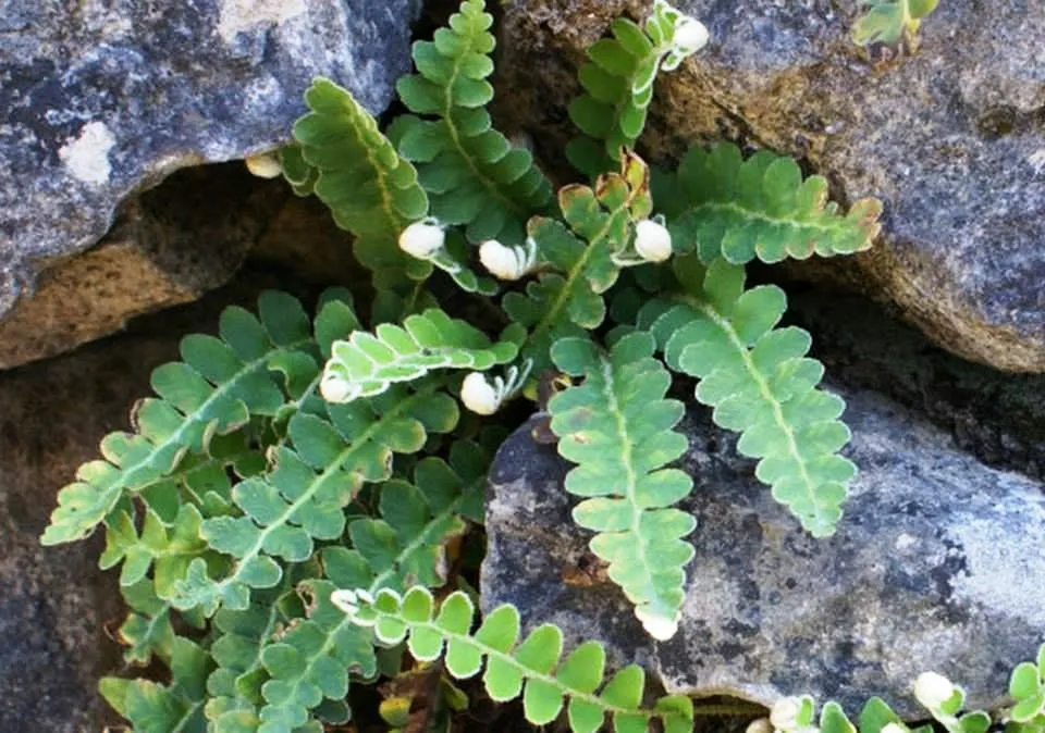 Asplenium Ceterach Officinarum- felce - pianta per terrario/paludario o da interno/esterno in vasetto
