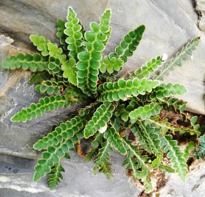 Asplenium Ceterach Officinarum- felce - pianta per terrario/paludario o da interno/esterno in vasetto