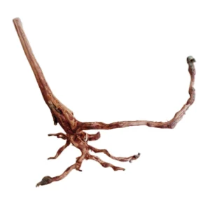 LEGNO Red Spider King S - Small 20-30 cm, radice ornamentale finemente ramificata
