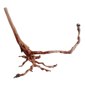 LEGNO Red Spider King S - Small 20-30 cm, radice ornamentale finemente ramificata