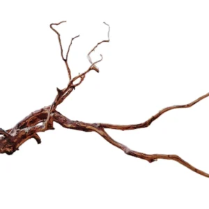 LEGNO Red Spider King M - Medium 30-40 cm, radice ornamentale finemente ramificata