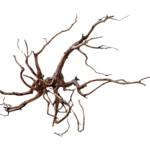 LEGNO Red Spider King L - Large 40-50 cm, radice ornamentale finemente ramificata