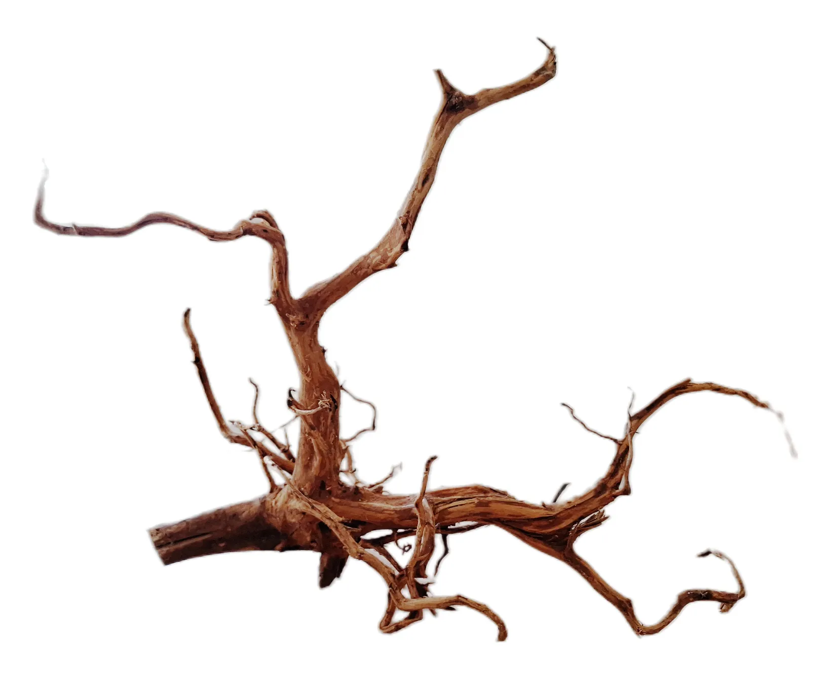 LEGNO Red Spider King L - Large 40-50 cm, radice ornamentale finemente ramificata