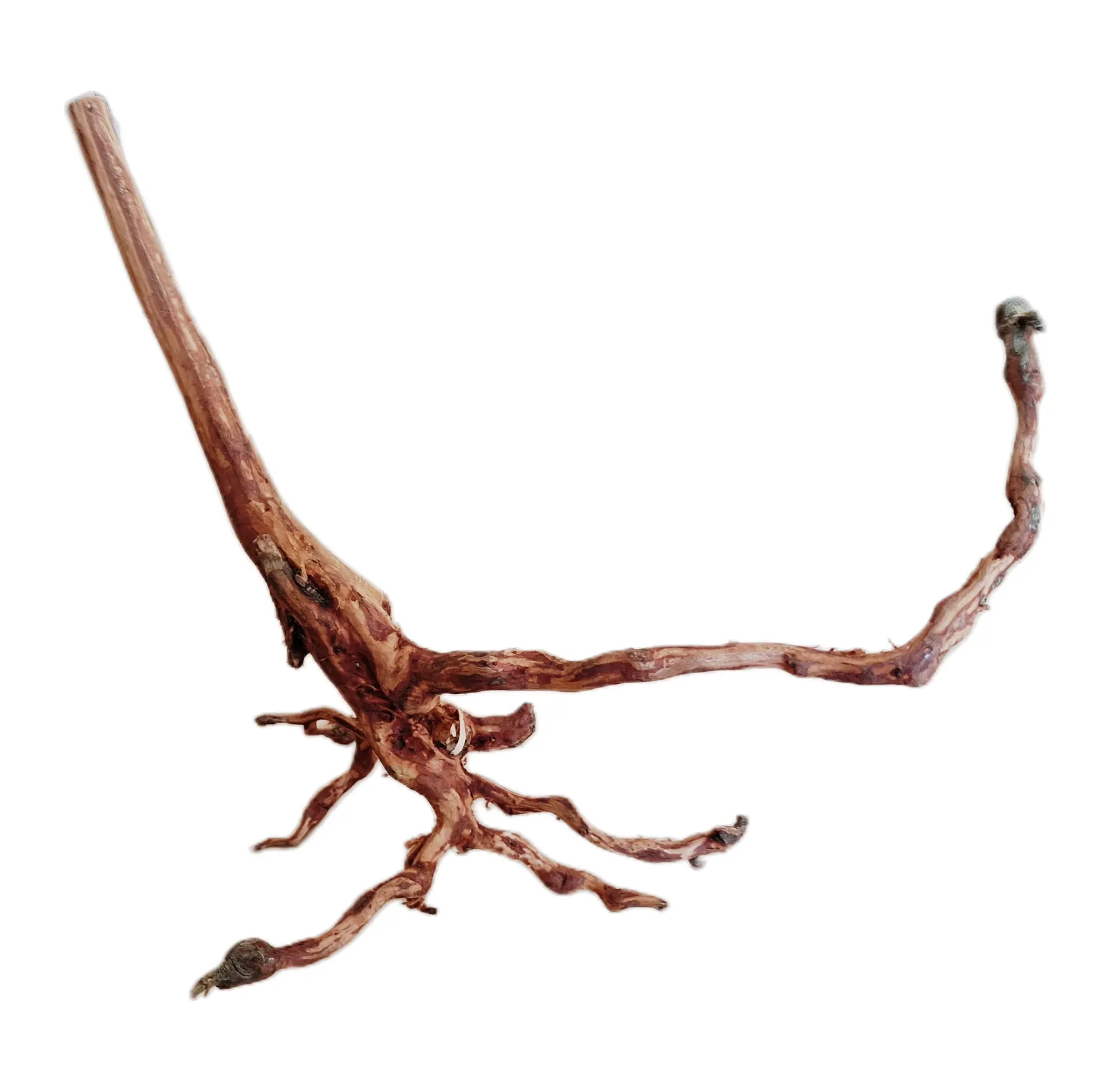 LEGNO Red Spider King L - Large 40-50 cm, radice ornamentale finemente ramificata