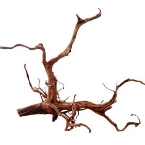 LEGNO Red Spider King XL 50-60 cm, radice ornamentale finemente ramificata