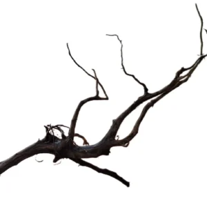 LEGNO Black Spider King XS - Nano 10-20 cm, Black Wood - radice ornamentale nera finemente ramificata