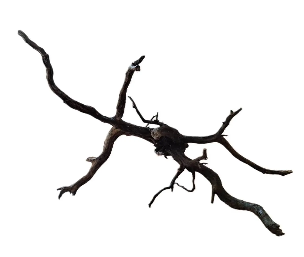 LEGNO Black Spider King S - Small 20-30 cm, Black Wood - radice ornamentale nera finemente ramificata