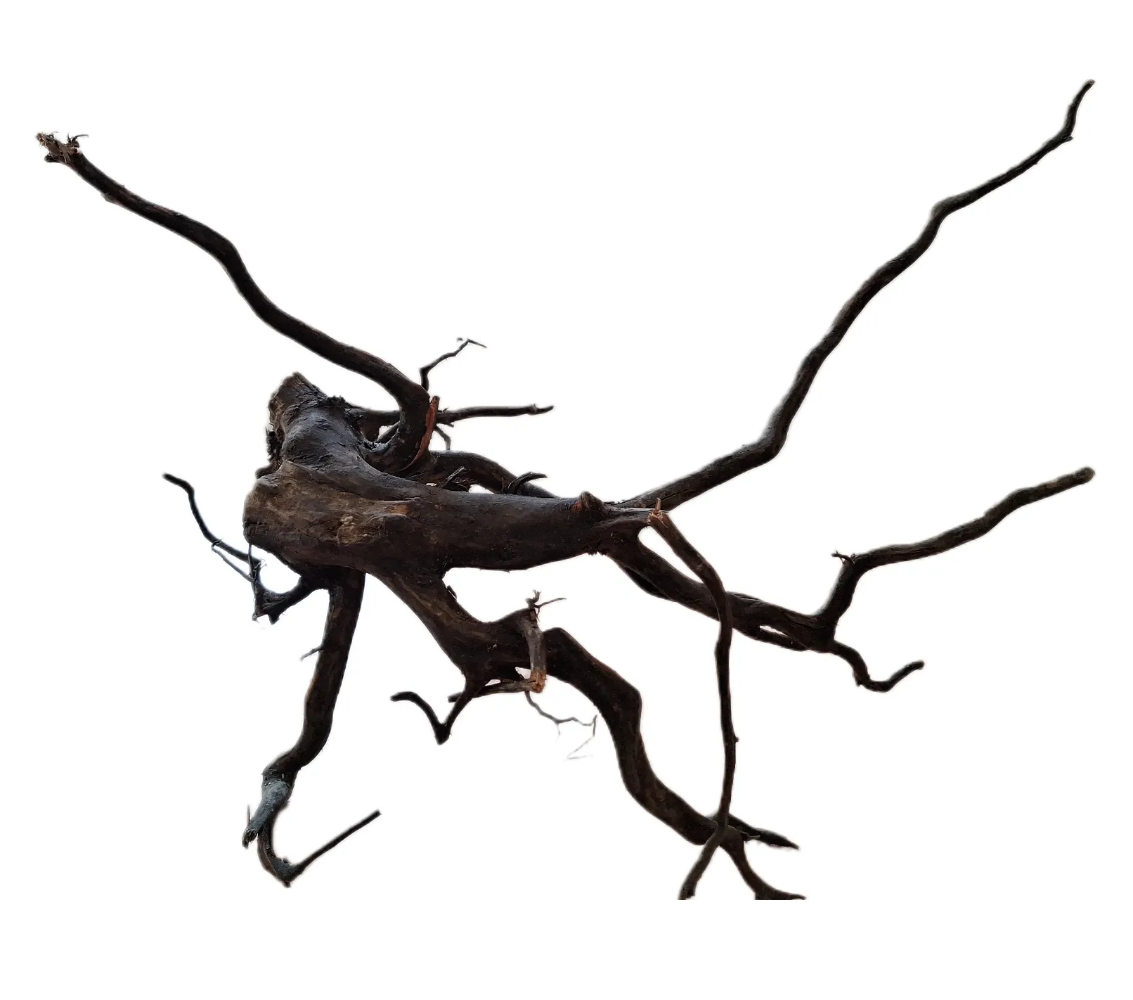 LEGNO Black Spider King S - Small 20-30 cm, Black Wood - radice ornamentale nera finemente ramificata