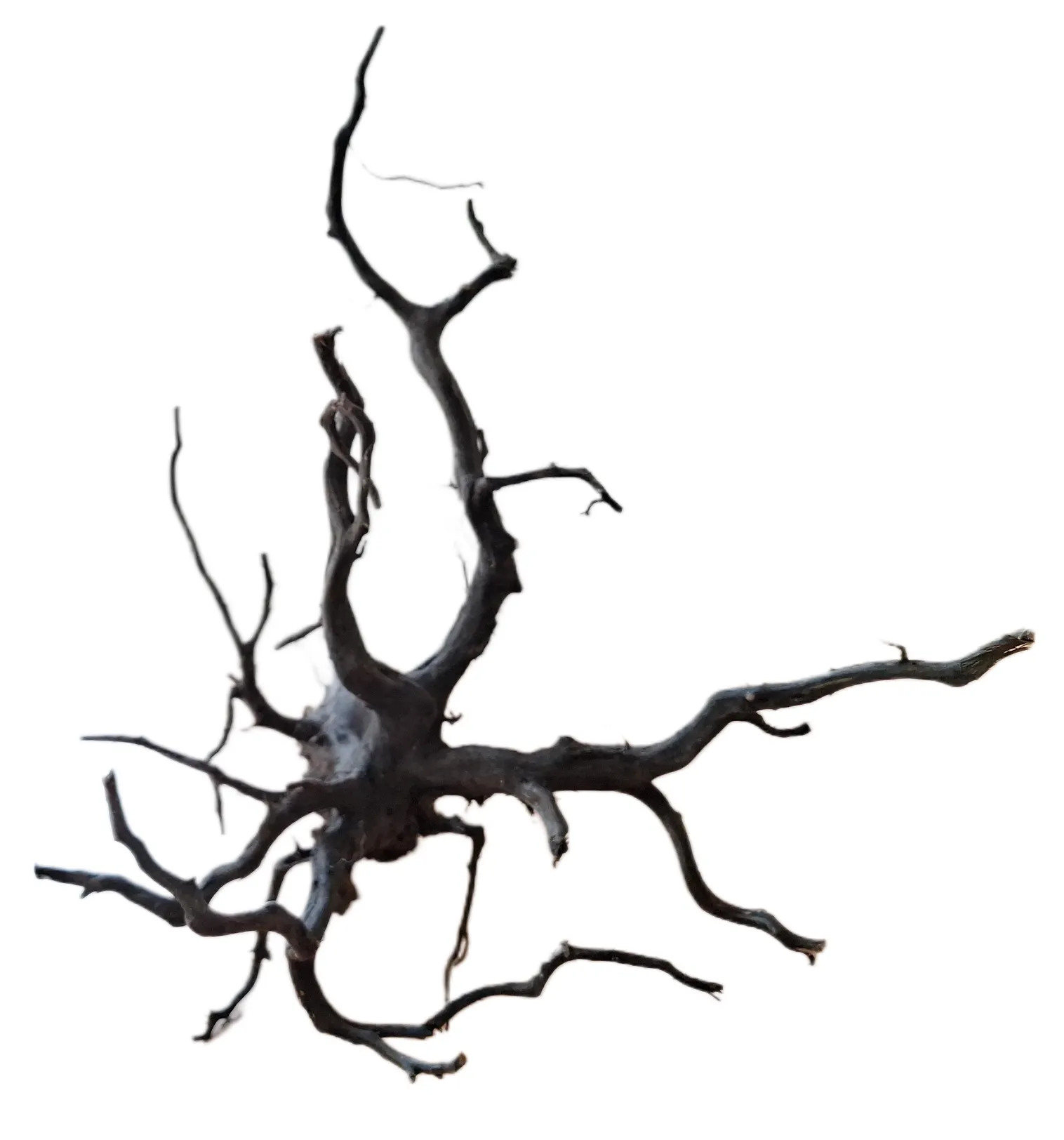 LEGNO Black Spider King S - Small 20-30 cm, Black Wood - radice ornamentale nera finemente ramificata
