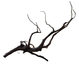 LEGNO Black Spider King S - Small 20-30 cm, Black Wood - radice ornamentale nera finemente ramificata