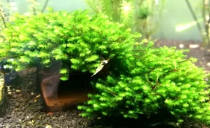 Pacchetto muschi per acquari con caridine o aquascaping