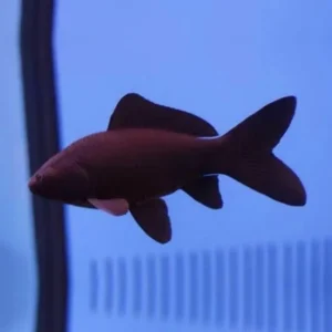 Black/black comet, pesce rosso nero 5-7 cm - Carassius auratus