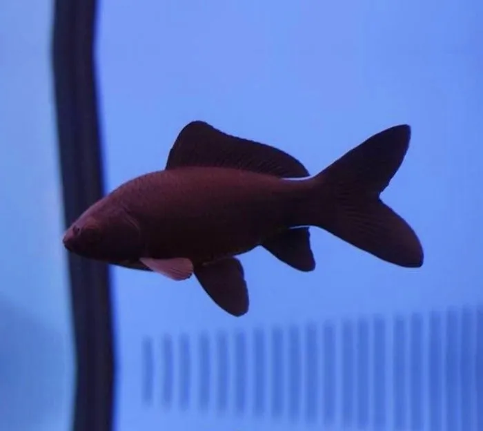 Black/black comet, pesce rosso nero 5-7 cm - Carassius auratus