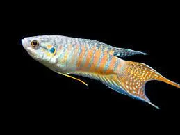 Macropodus Opercularis Blue/Red - Paradise Fish 4-5 cm - Pesce del paradiso
