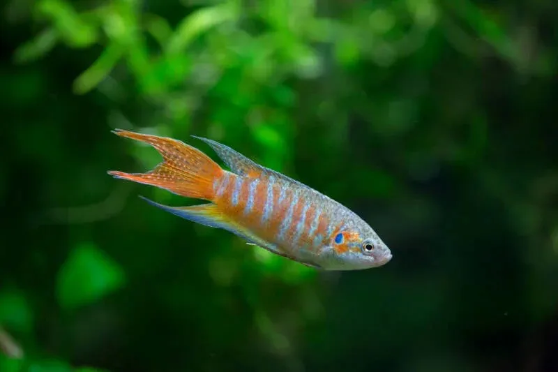 Macropodus Opercularis Blue/Red - Paradise Fish 4-5 cm - Pesce del paradiso