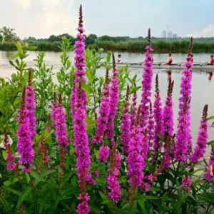 Lythrum Salicaria - Salcerella - pianta palustre da terreno umido perenne di taglia media dal fiore fucsia per laghetto