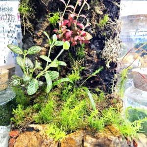 Diversa Nano Terrario allestito Spider 20x20x30h cm - NO SPEDIZIONE - acquaterrario, paludario, terracquario