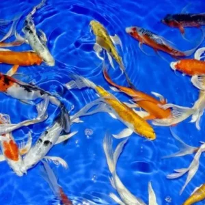 Carpa koi Butterfly color mix 12-15 cm - pinne a velo - pesce da laghetto giapponese - Cyprus Carp Koi