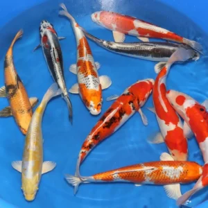 Carpa koi color mix 12-15 cm - pesce da laghetto giapponese - Cyprus Carp Koi