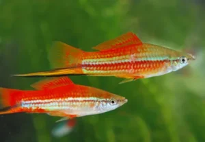 Portaspada green/red, xiphophorus helleri verde e rosso 5 cm