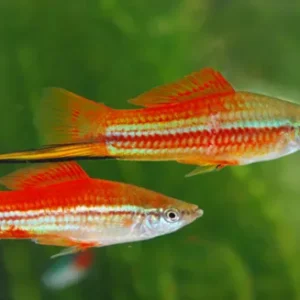 Portaspada green/red, xiphophorus helleri verde e rosso 5 cm