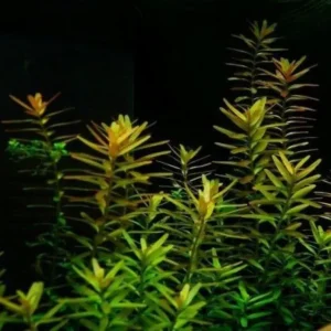 ROTALA ROTUNDIFOLIA, pianta rapida depurativa