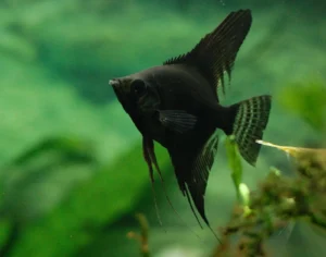 Pterophyllum Scalare Black 3-5 cm
