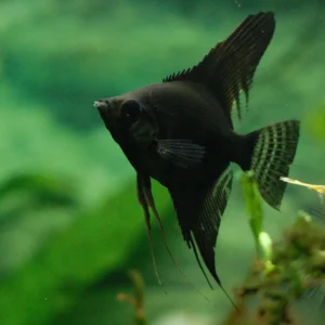 Pterophyllum Scalare Black 3-5 cm