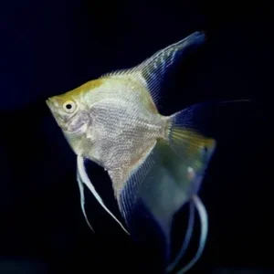 Pterophyllum Scalare Gold 3-5 cm