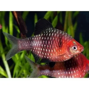 Barbus nigrofasciatus, Ruby barb, Barbo Rubino 3,5 cm