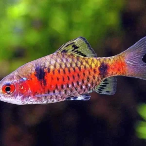 Barbus odessa, Pethia padamya, Puntius ticto 2-3 cm