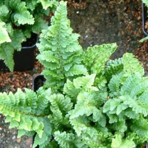 Polystichum Aculeatum - felce - pianta per terrario o paludario in vasetto