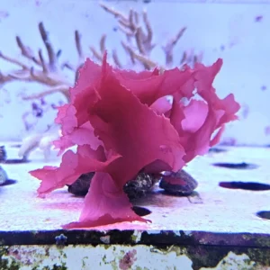 Alga Rossa per acquario marino - FOTO REALE - macroalgae