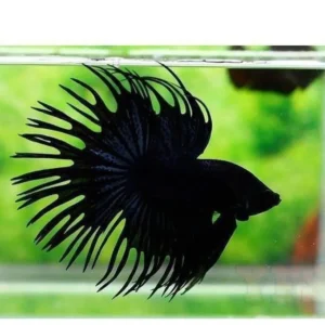 Betta Splendens Crowntail Black - pesce combattente maschio 5 cm